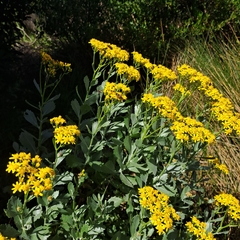 Senecio halimifolius