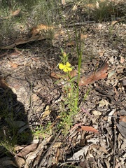 Hibbertia linearis