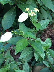 Pseudomussaenda flava