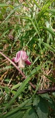Clematis lasiandra
