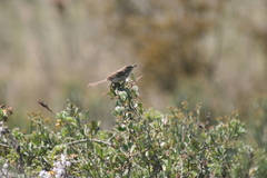 Prinia maculosa
