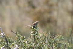 Prinia maculosa