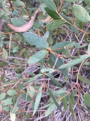 Eucalyptus coccifera