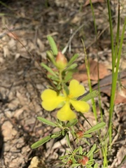 Hibbertia linearis
