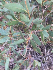 Eucalyptus coccifera