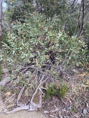 Eucalyptus coccifera