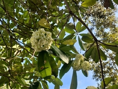 Alstonia scholaris