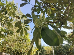 Alstonia scholaris