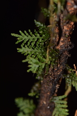 Hymenophyllaceae