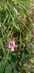 Clematis lasiandra