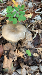 Clitocybe nebularis