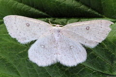 Cyclophora albipunctata
