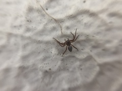 Oxyopes
