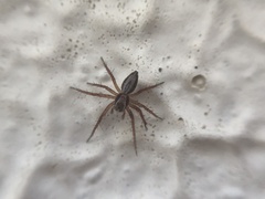 Oxyopes
