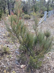 Allocasuarina littoralis