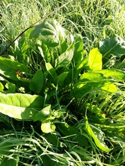 Beta vulgaris