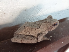 Chiromantis xerampelina