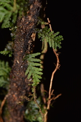 Hymenophyllaceae