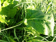 Beta vulgaris