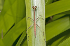 Tenodera blanchardi
