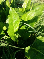 Beta vulgaris