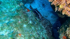 Serranus atricauda