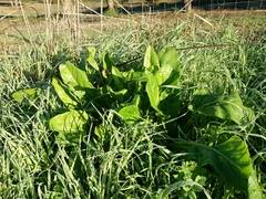 Beta vulgaris