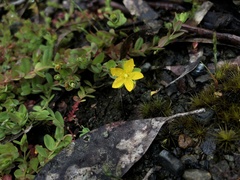Hypericum japonicum
