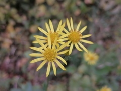 Jacobaea