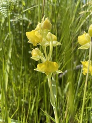 Pterygodium acutifolium