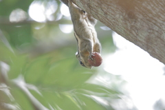 Tamiops mcclellandii