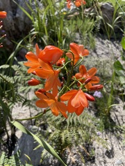 Pillansia templemannii