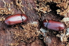 Uloma culinaris