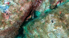 Cronius ruber