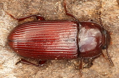 Uloma culinaris