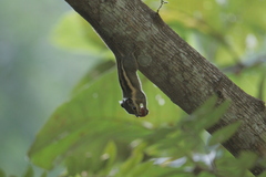 Tamiops mcclellandii