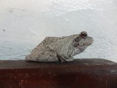 Chiromantis xerampelina