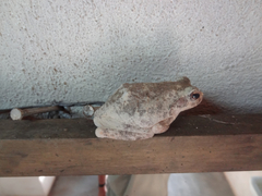 Chiromantis xerampelina