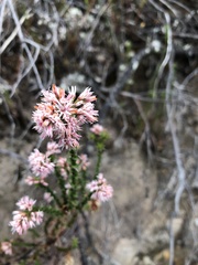 Sprengelia incarnata