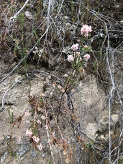 Sprengelia incarnata