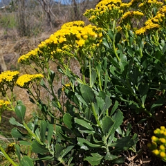 Senecio halimifolius