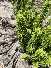 Campylostachys cernua