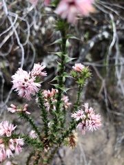 Sprengelia incarnata