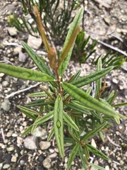 Nematolepis squamea squamea