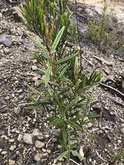 Nematolepis squamea squamea