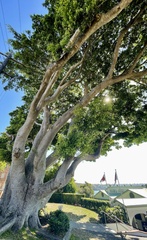 Ficus macrophylla