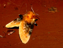 Megalopyge