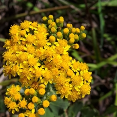 Senecio halimifolius