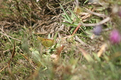 Colias electo electo