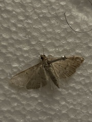 Herpetogramma bipunctalis